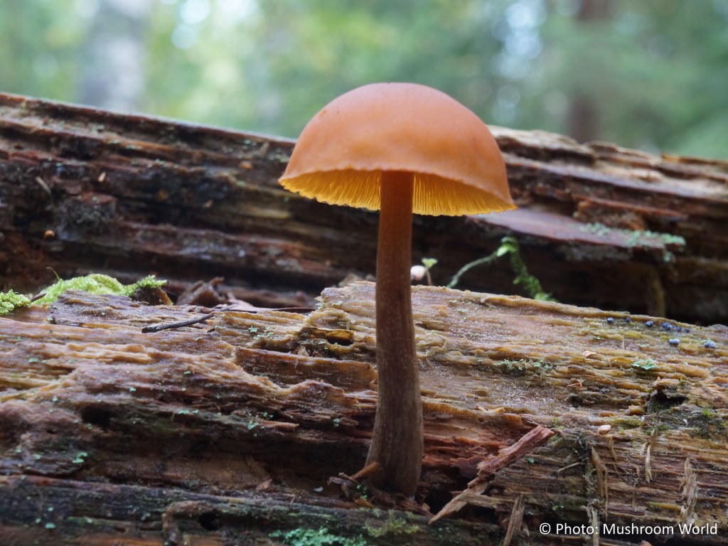 Bitter Oak-Stump Mushroom
