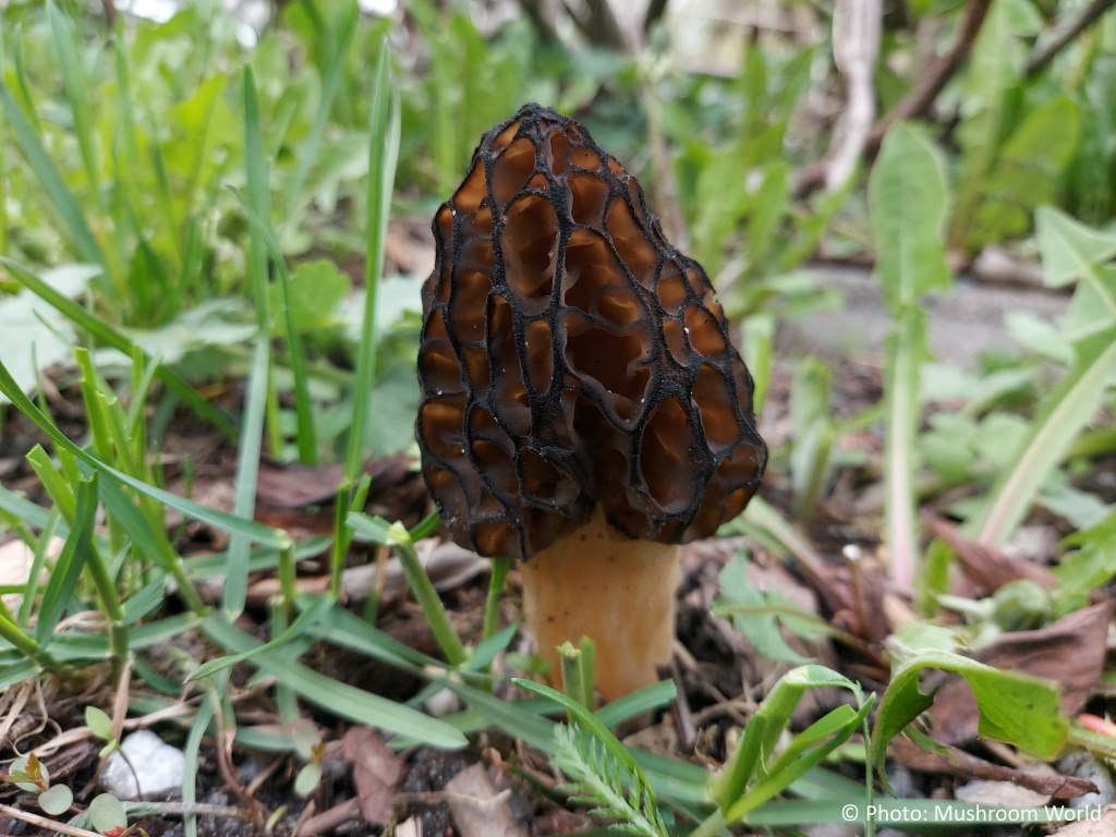 Black Morel Mushroom