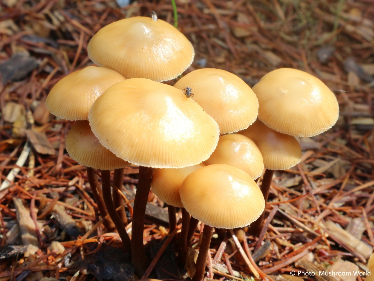 Conifer Woodtuft Mushroom