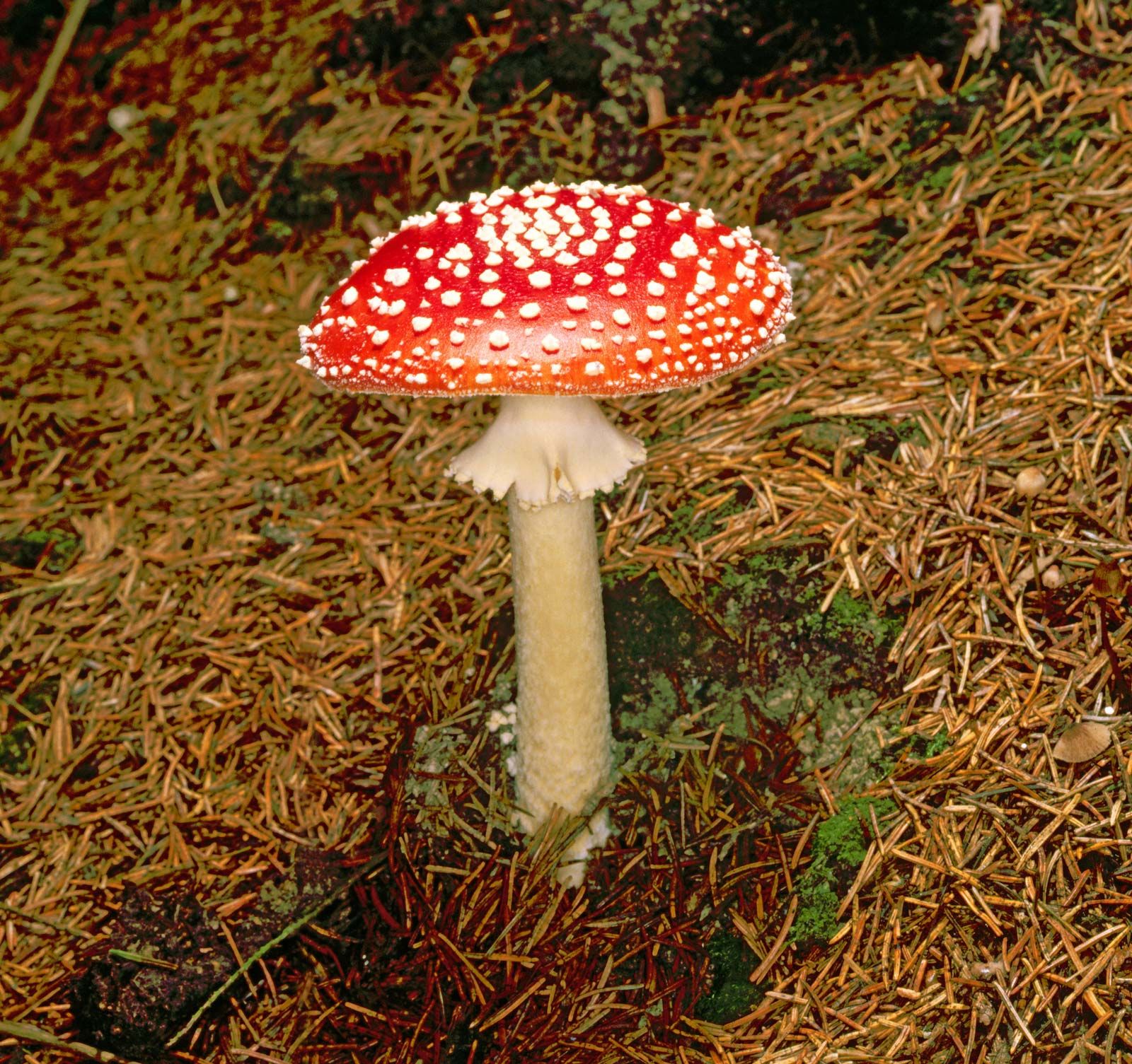Fly Agaric Mushroom