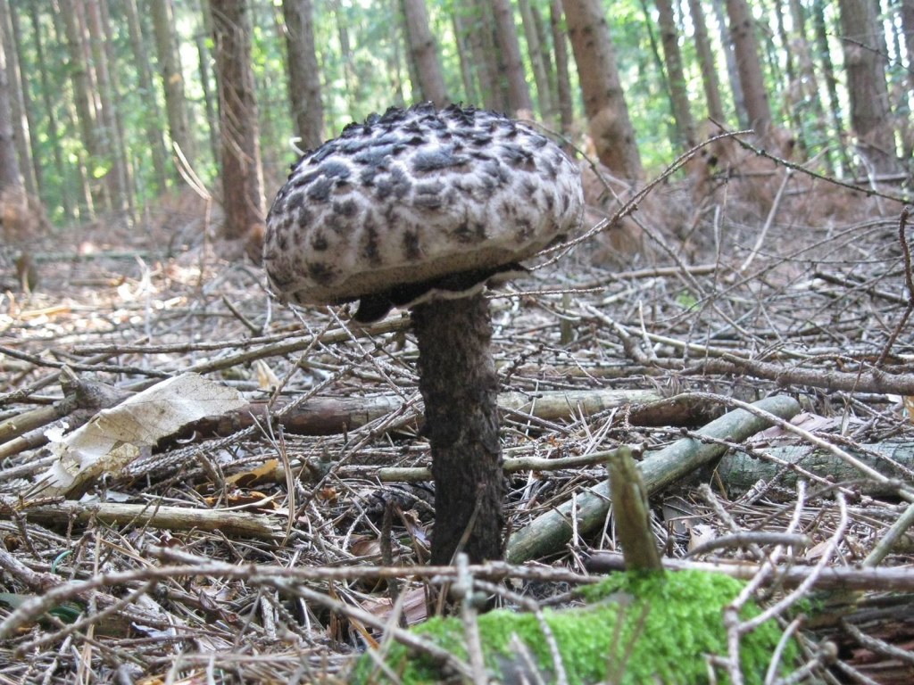 Old Man of The Woods Mushroom