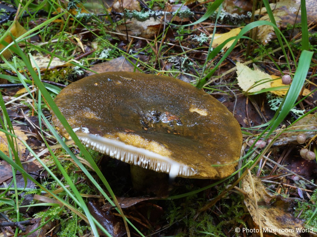 Ugly Milkcap Mushroom